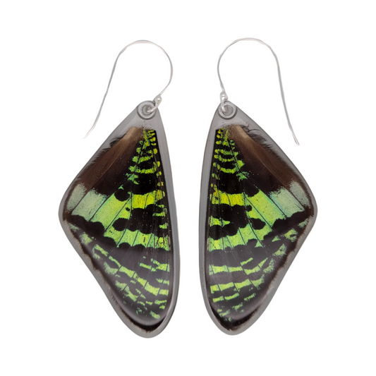 Large Sunset Moth Earrings