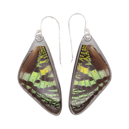 Sunset Moth Wing Earrings