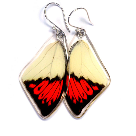 Hebomoia Glaucippe Top Wing Earrings