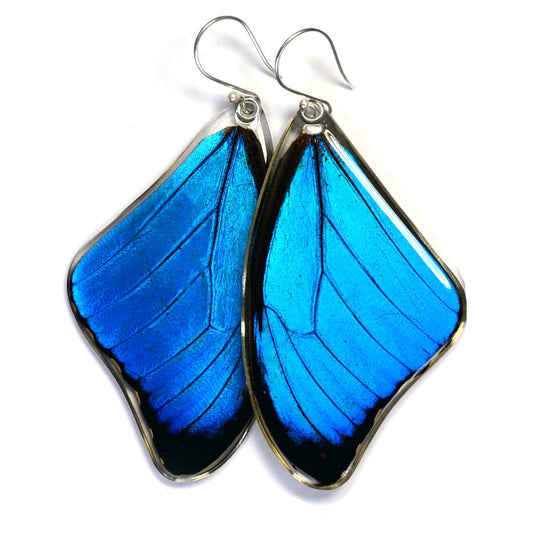 Blue Morpho menelaus Top Wing Earrings